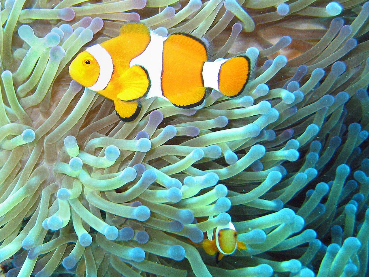 Domino Clownfish