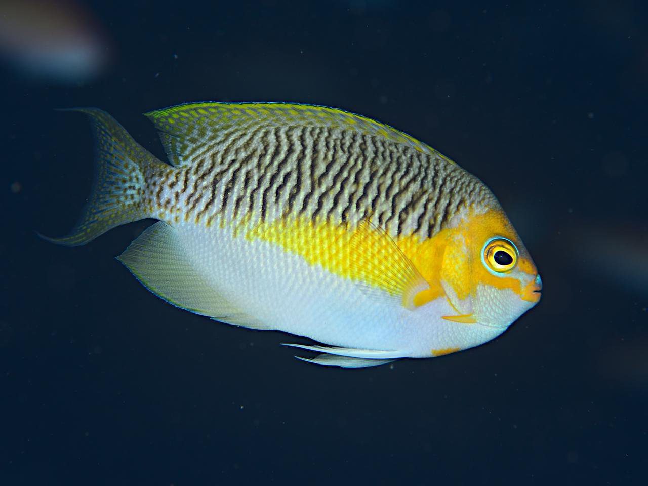 Japanese Angelfish