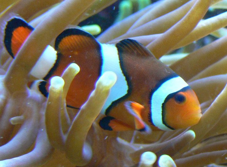 Premium Platinum Picasso Percula