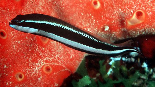 Sankey's Dottyback