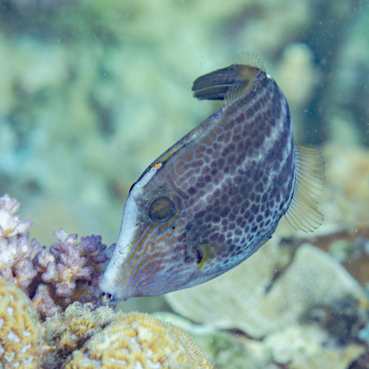 Honeycomb Filefish