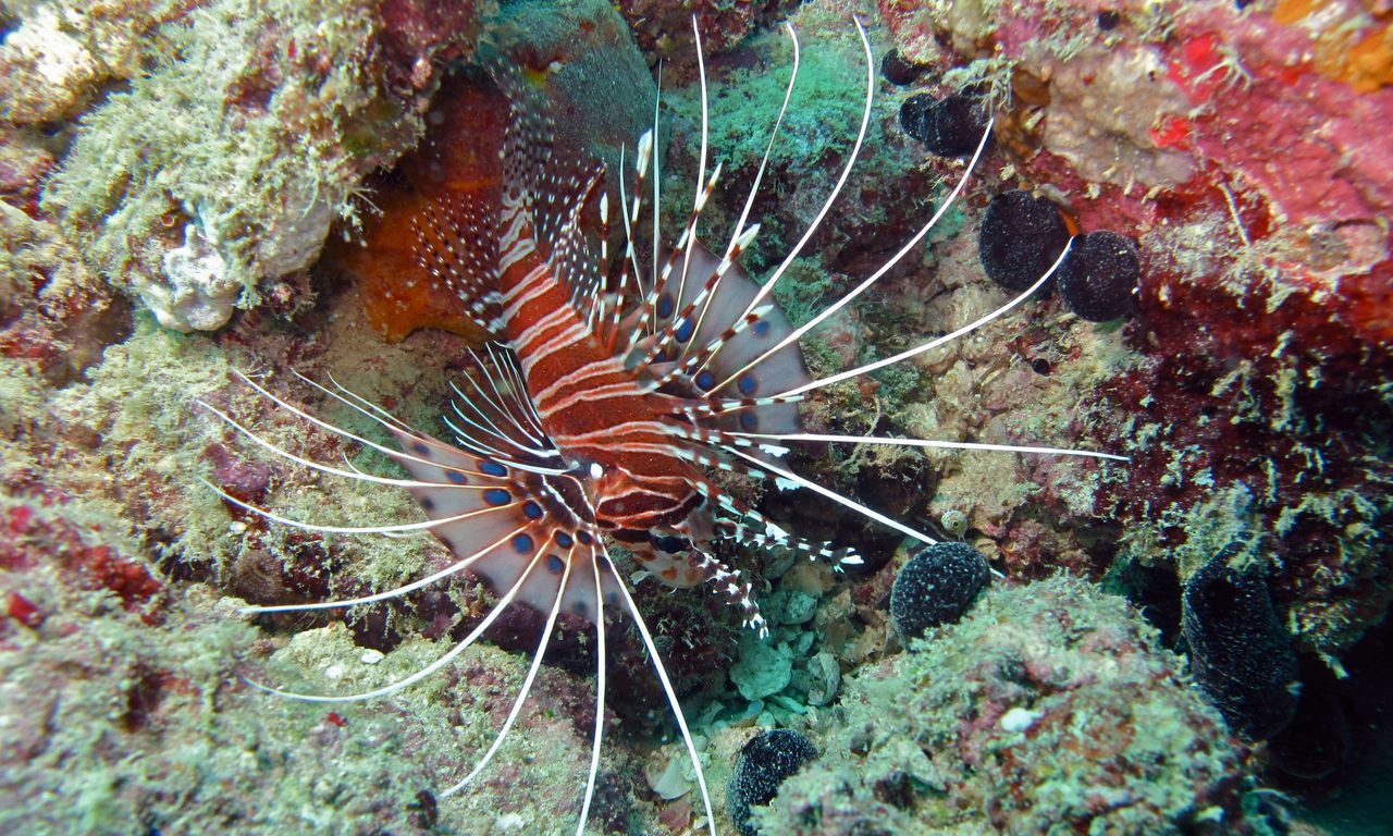 Broadbarred Firefish