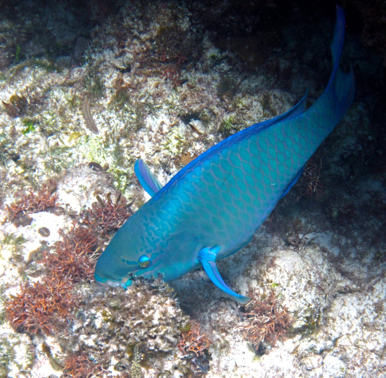Queen Parrotfish