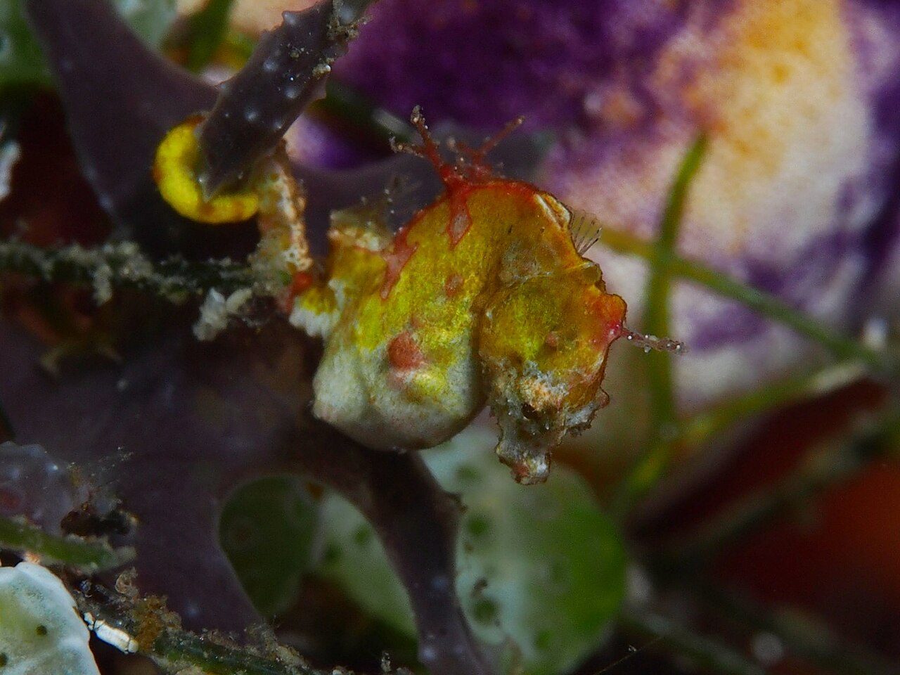 Pontoh's Pygmy Seahorse