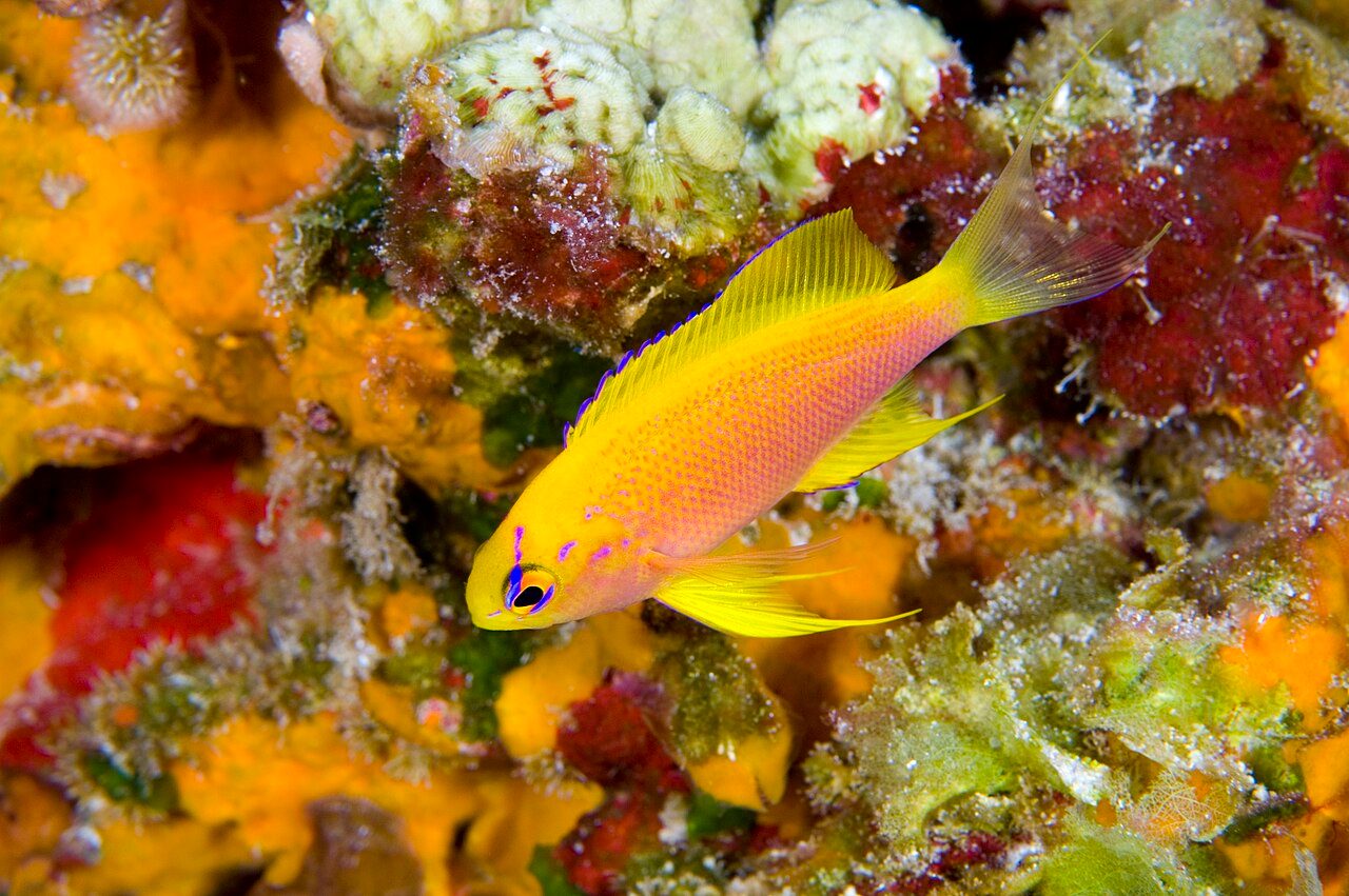 Hawaiian Anthias