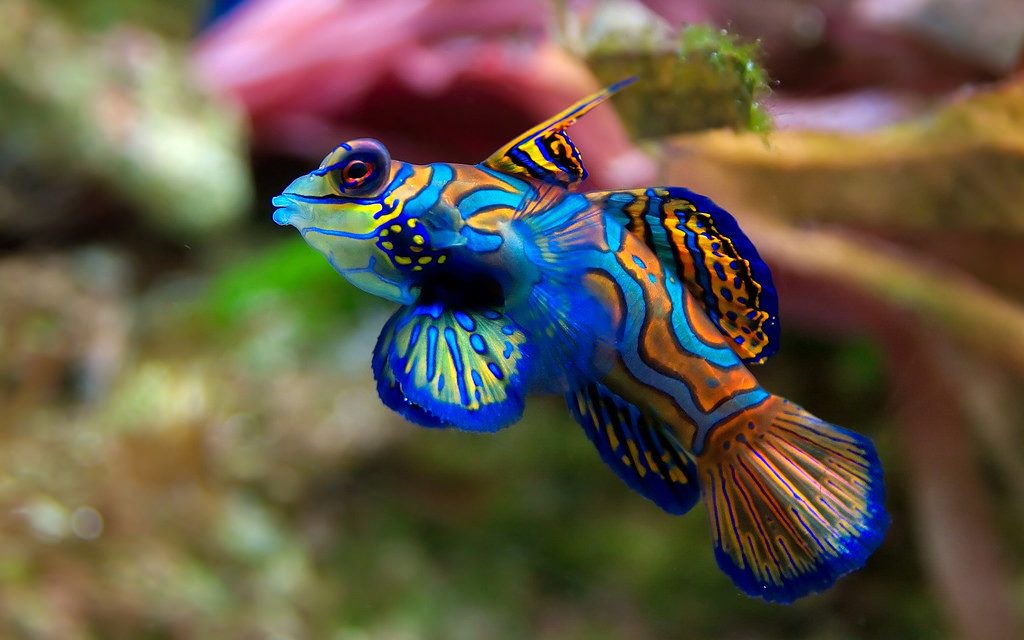 Large-Eyed Dragonet