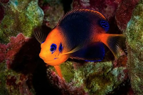 Easter Island Angelfish