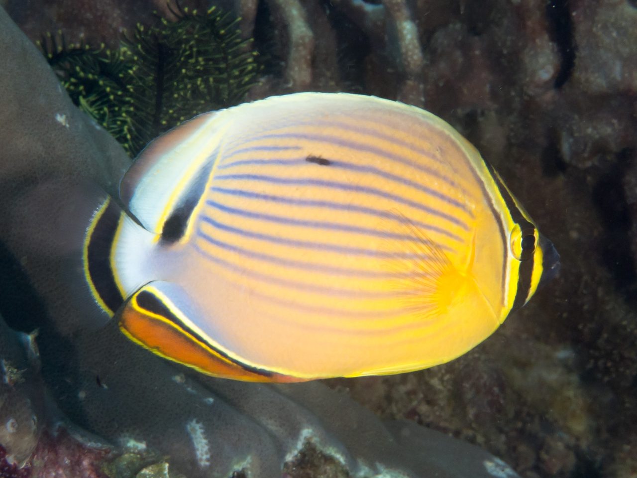 Oval Butterflyfish