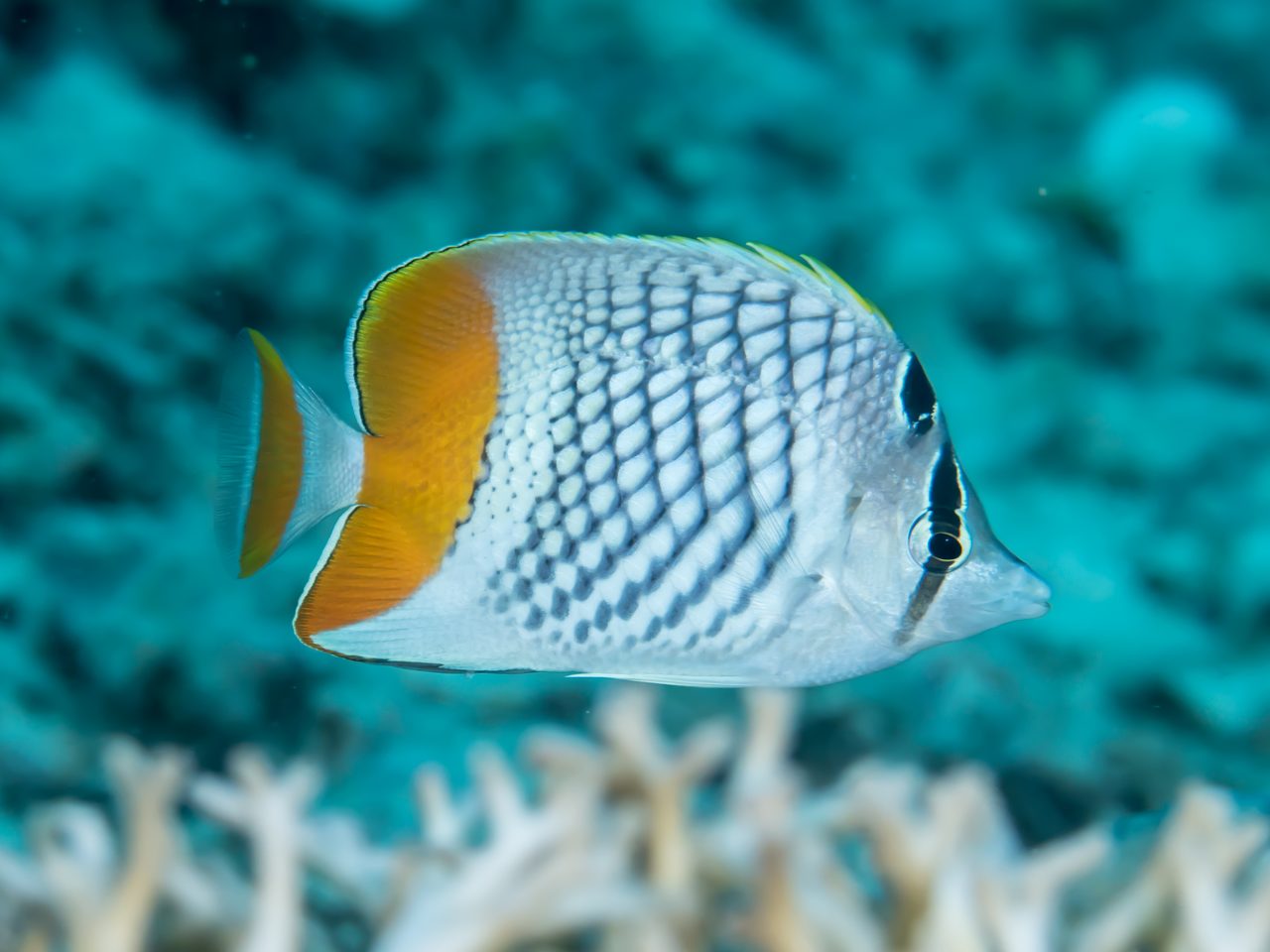 Yellow-Tail Butterflyfish
