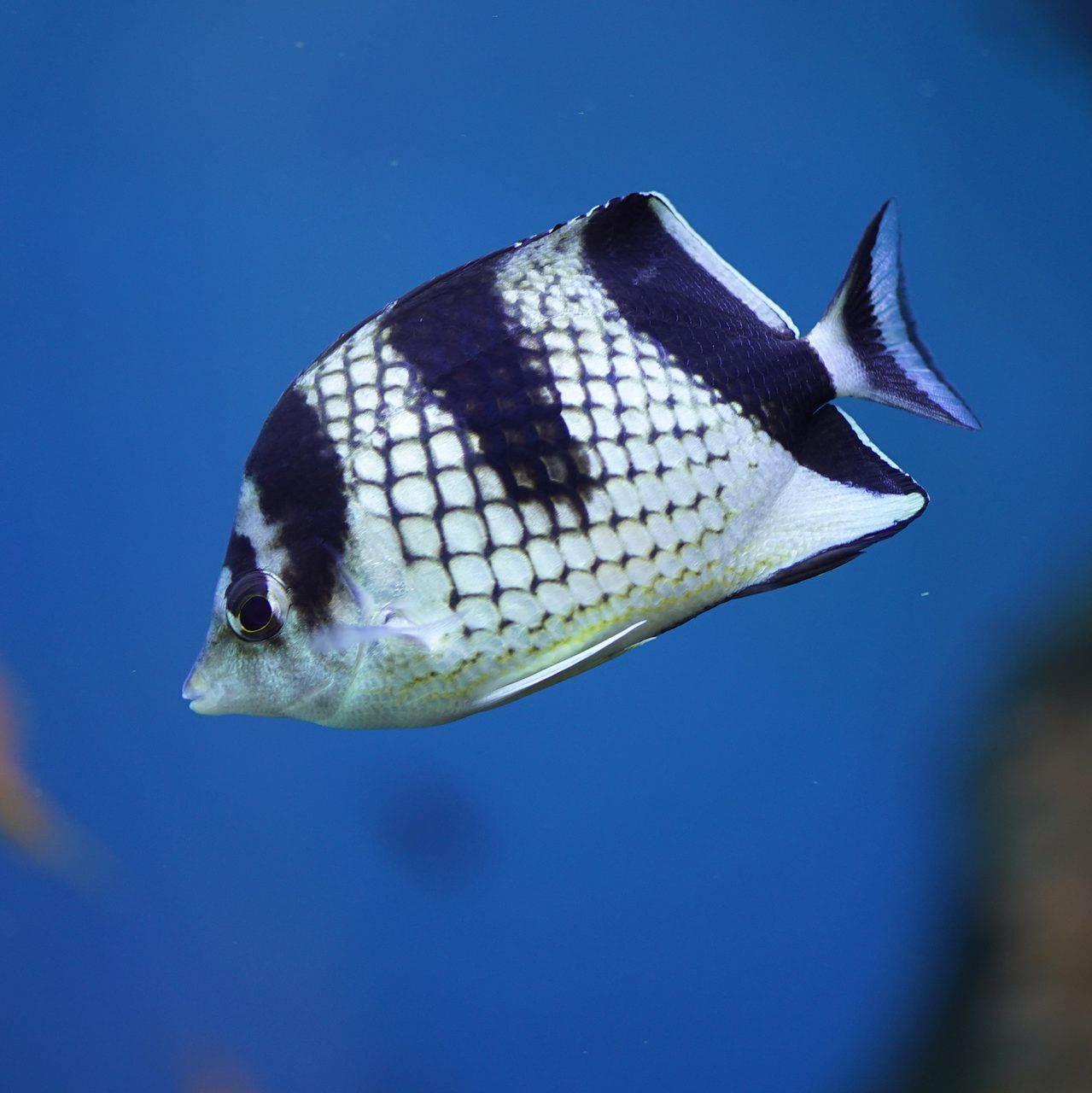 Asian Butterflyfish
