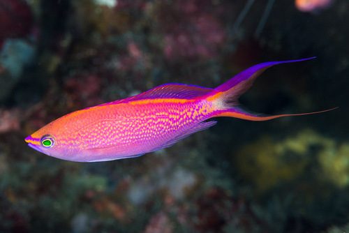 Smith's Anthias