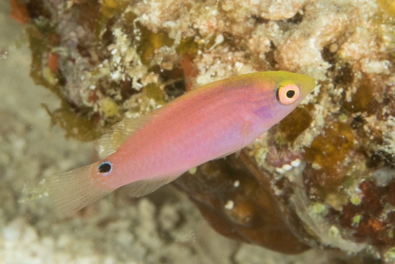 Ruby Longfin Fairy Wrasse