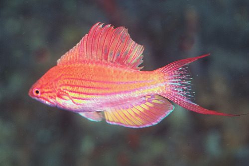 Togean Flasher Wrasse
