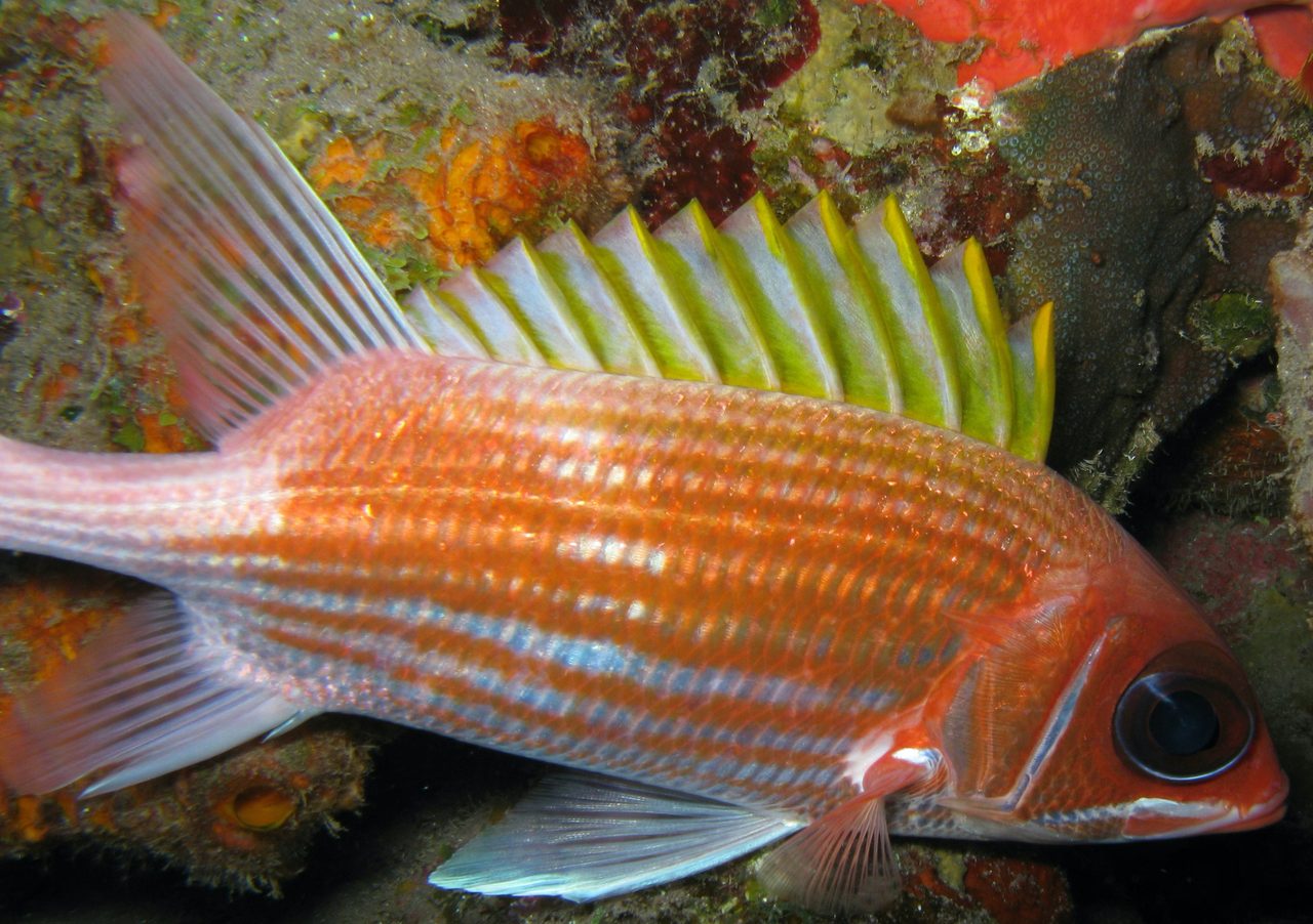 Clearfin Squirrelfish