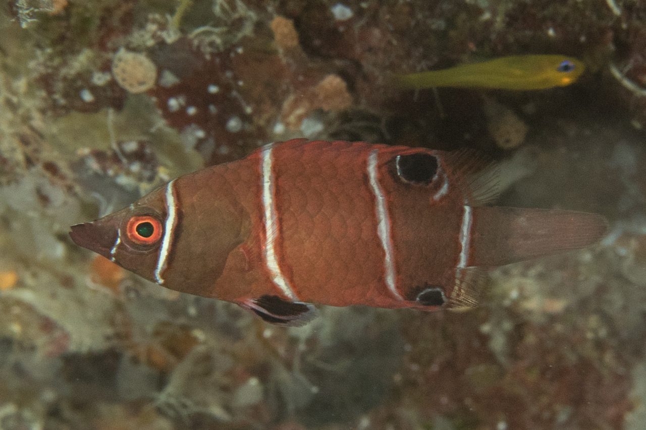 Tanaka's Pygmy Wrasse