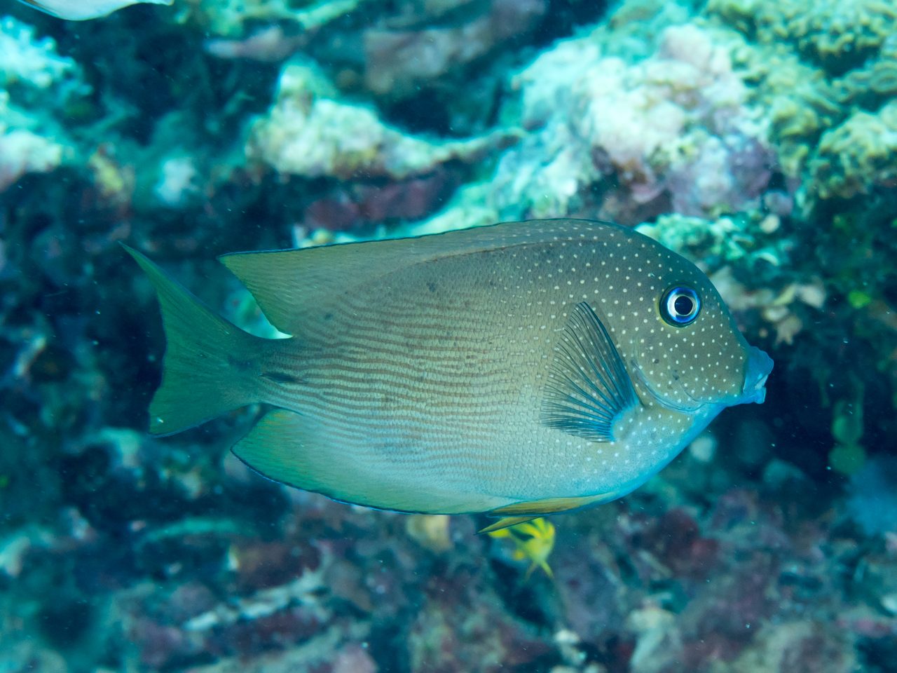 Blue-Lipped Bristletooth