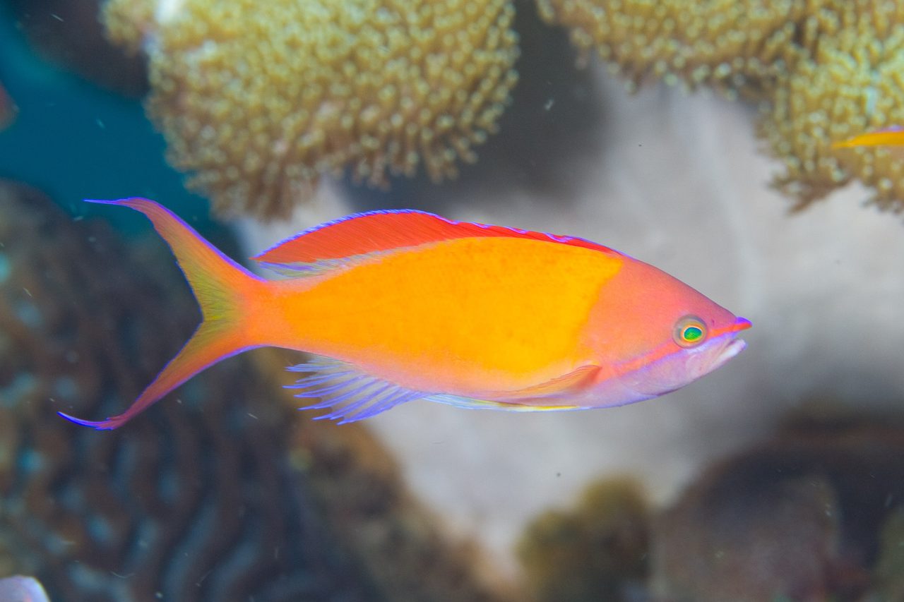 Orange Anthias