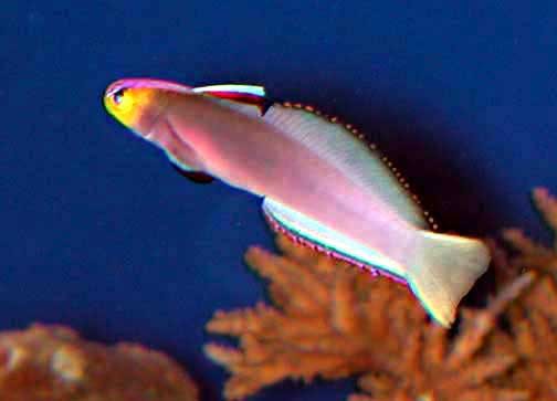 Helfrich's Firefish