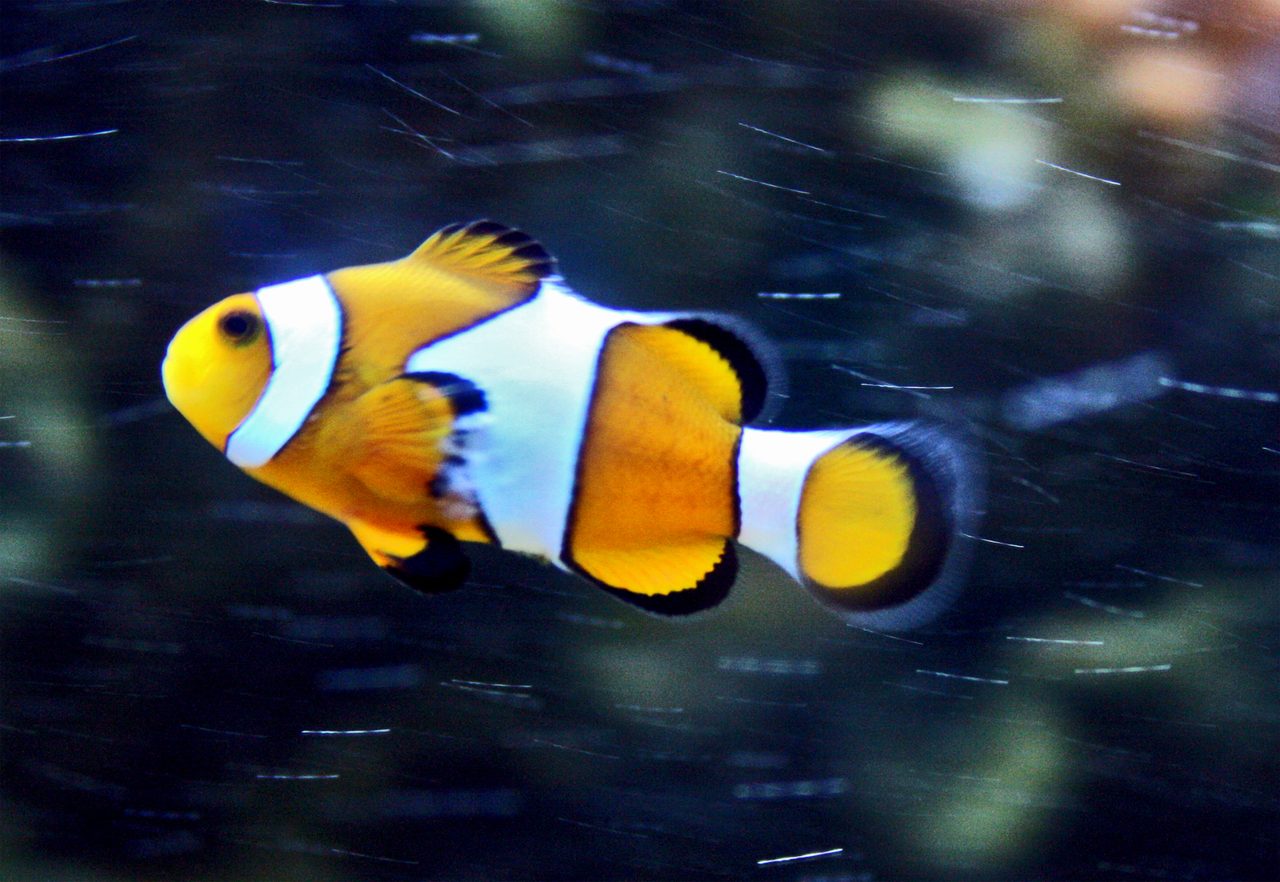 Percula Clownfish
