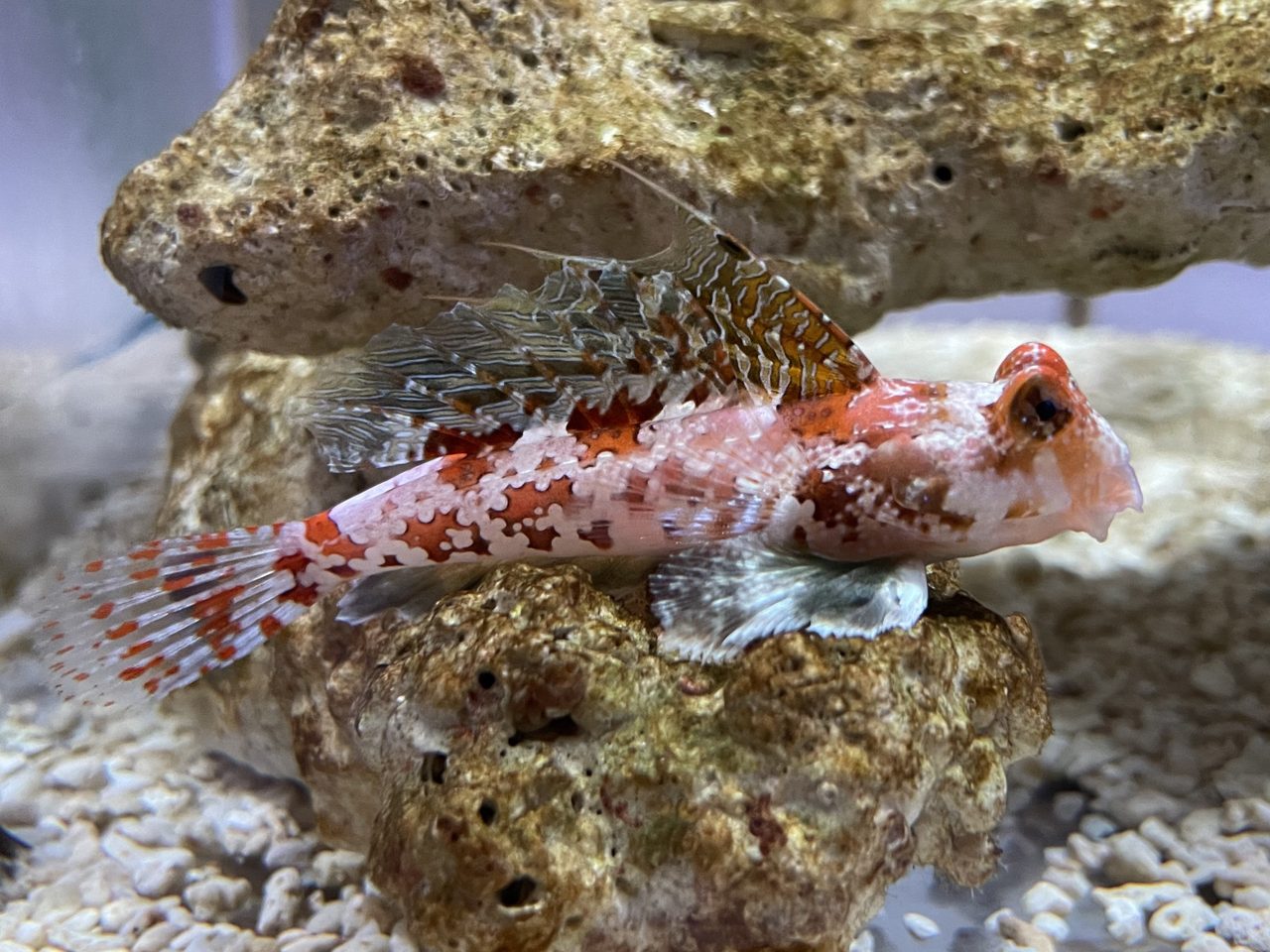 Stellate Dragonet