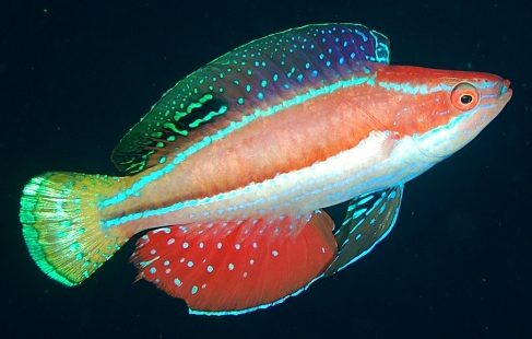 Yellow-back Fairy Wrasse