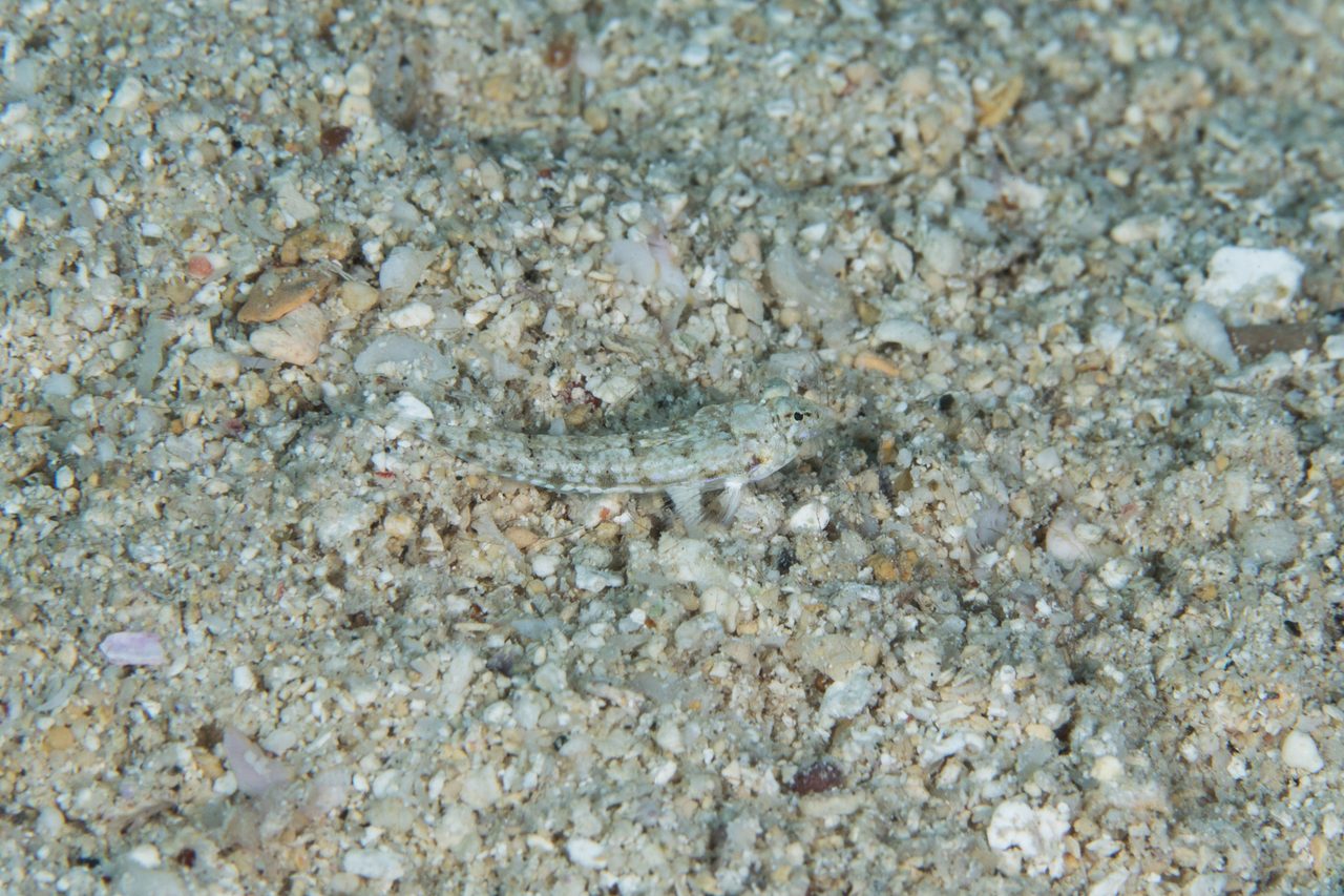 Simple-Spined Dragonet