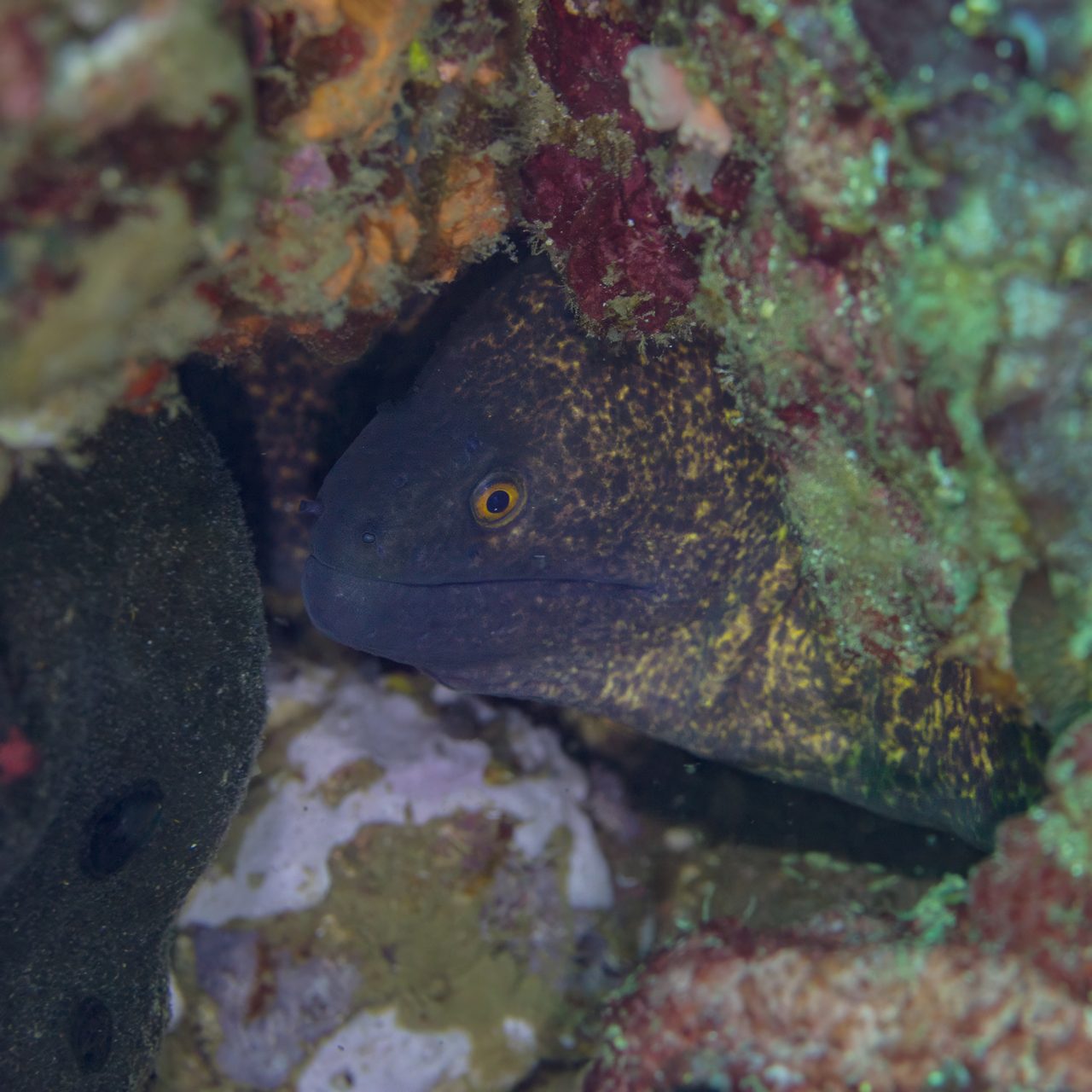 Yellow-Edged Moray