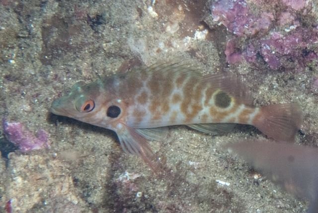 Two Spot Hawkfish