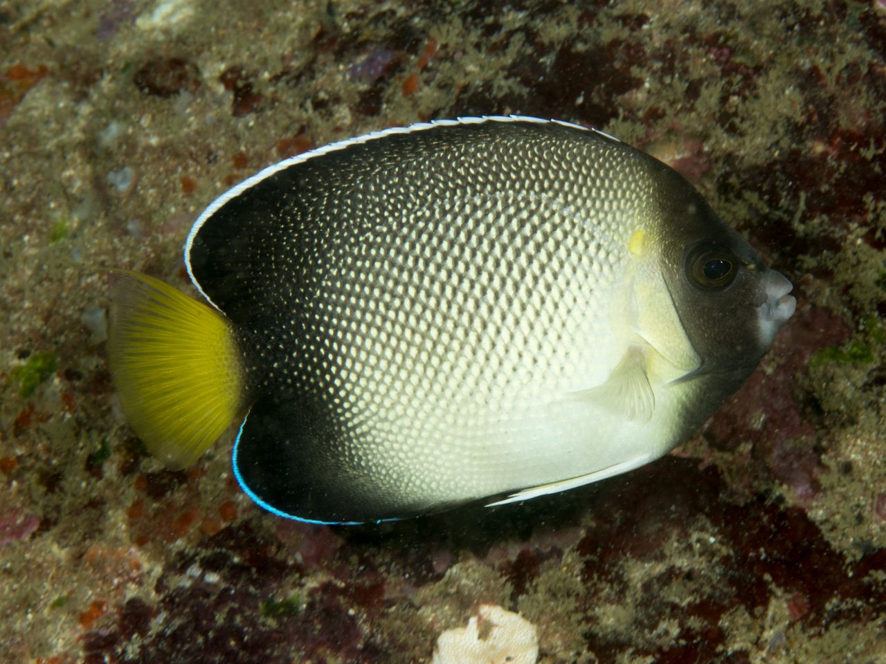 Yellow-Tail Angelfish