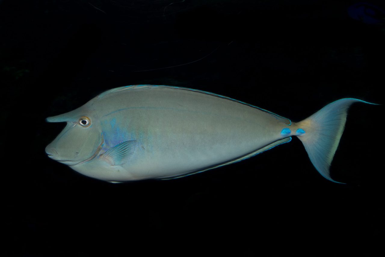 Bluespine Unicornfish