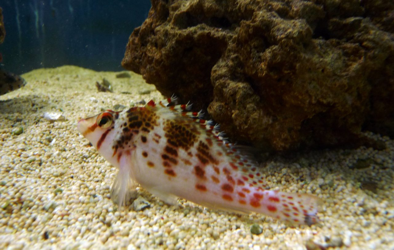 Falco's Hawkfish