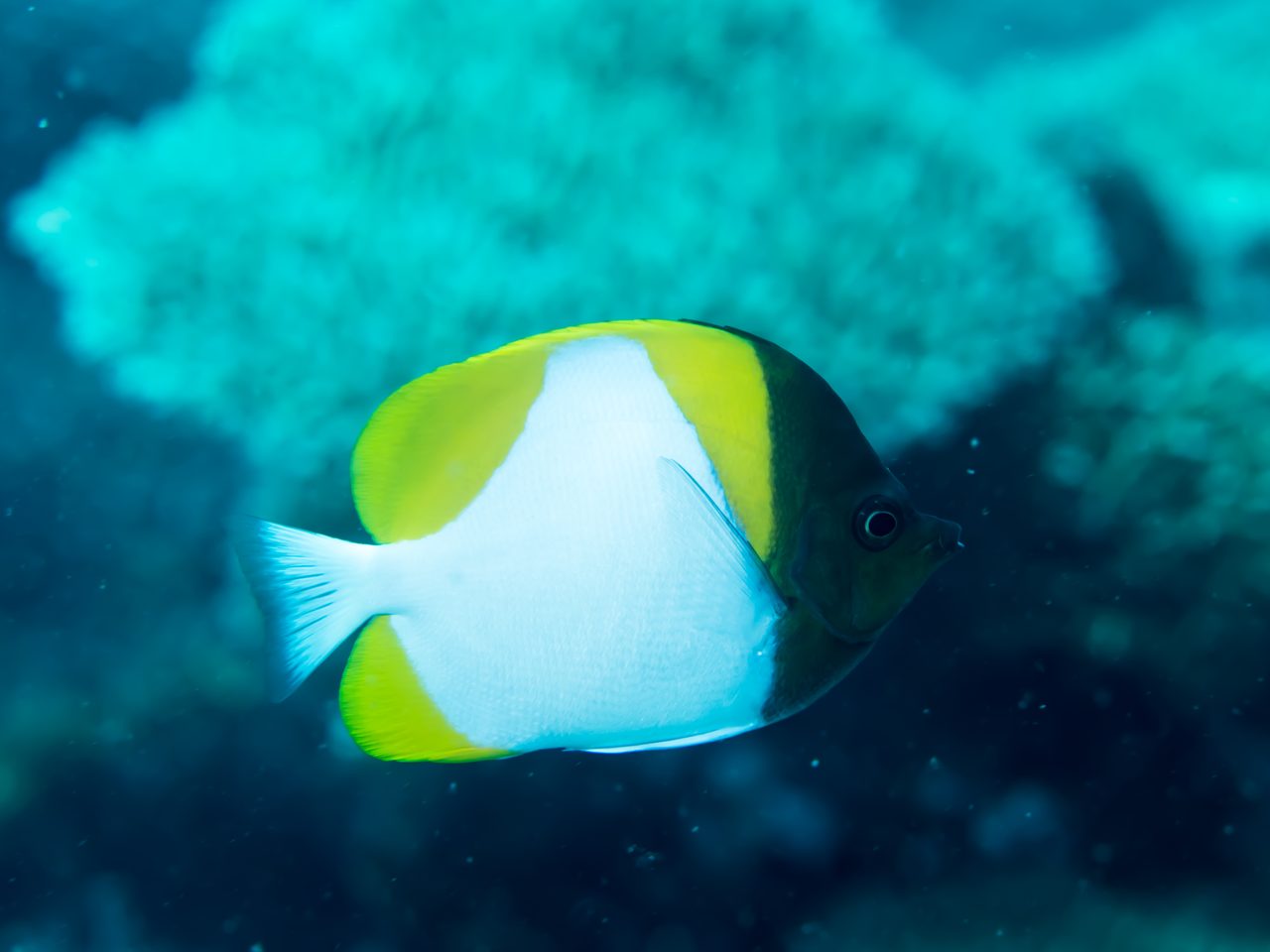 Pyramid Butterflyfish
