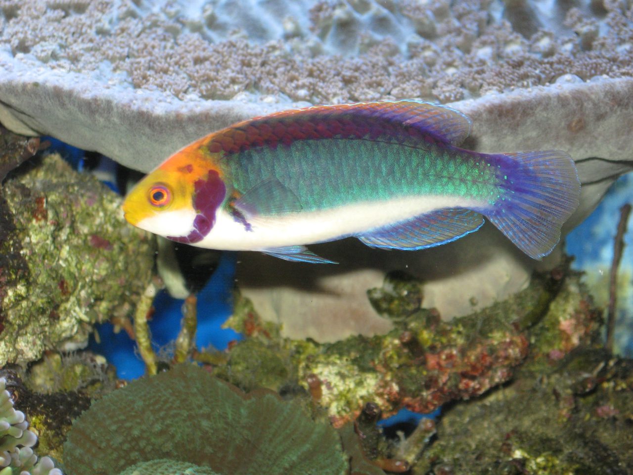 Red-Head Fairy Wrasse