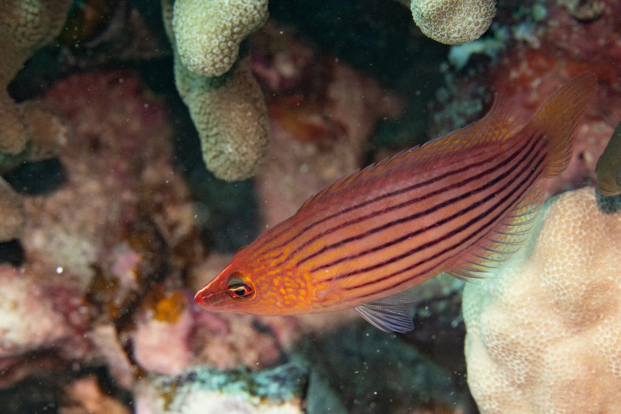 Eight Lined Wrasse