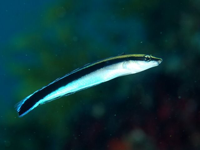 False Cleanerfish