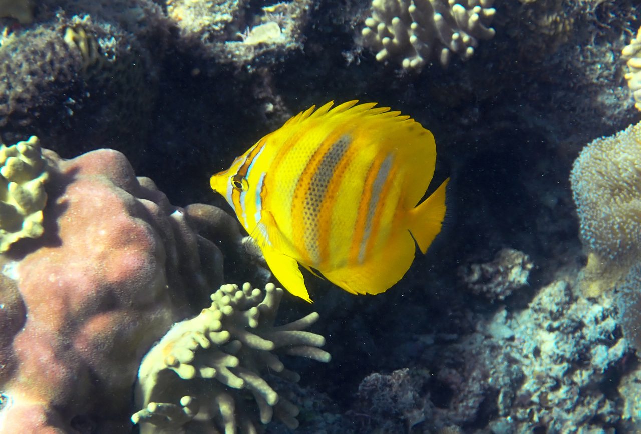 Rainford's Butterflyfish
