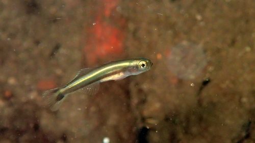 Rao's Dartfish