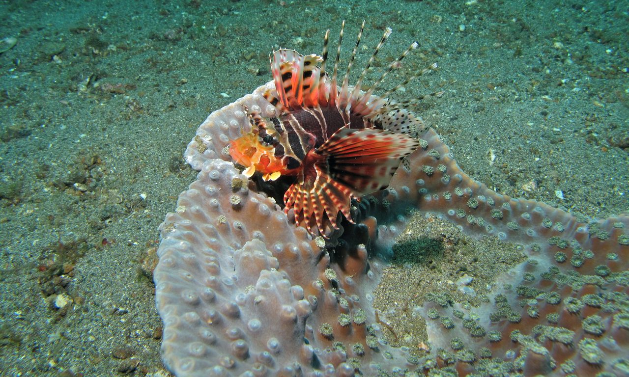 Zebra Lionfish