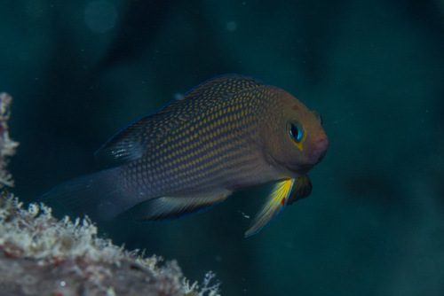 Longfin Dottyback