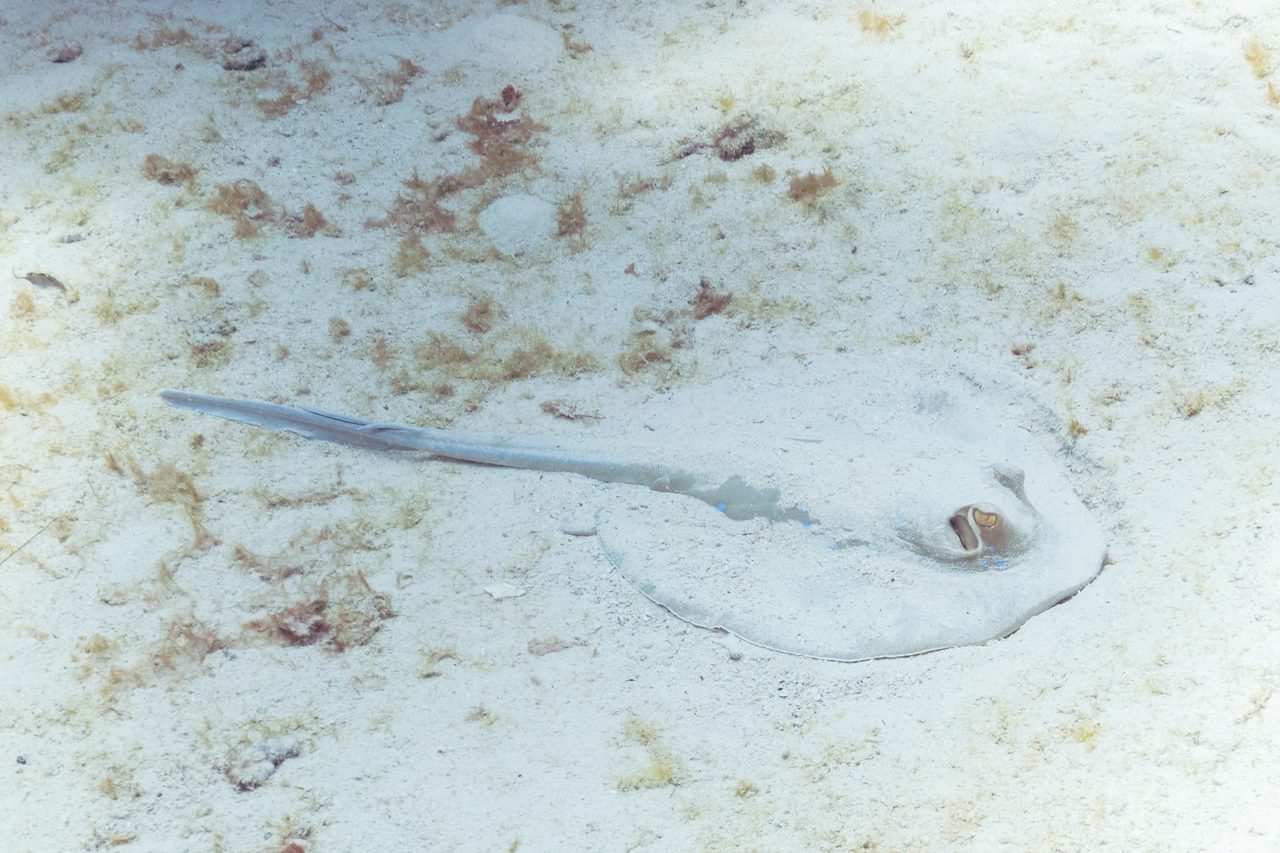 Blue Dot Stingray EXPERT ONLY