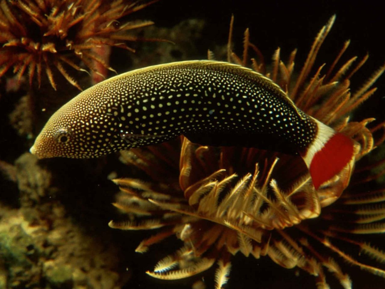 Red-tail Tamarin Wrasse