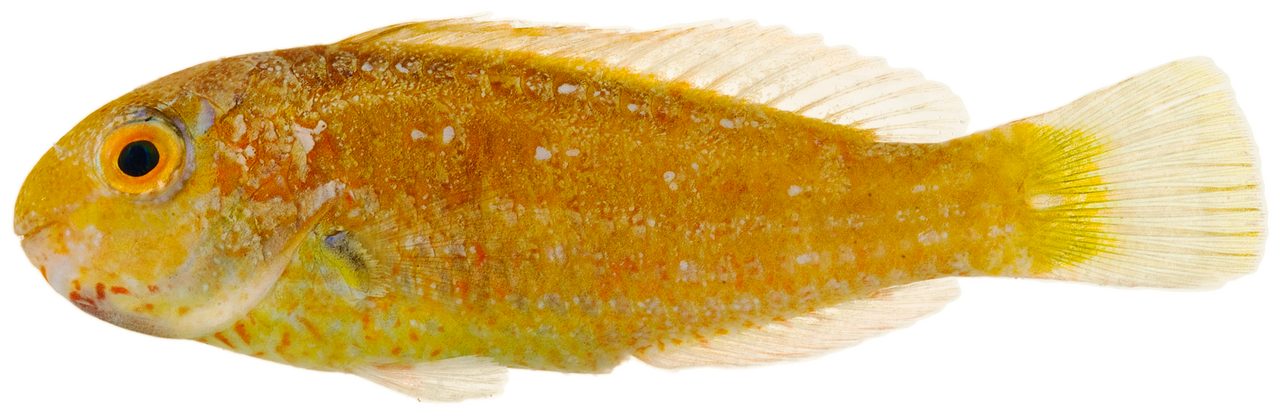 Bucktooth Parrotfish