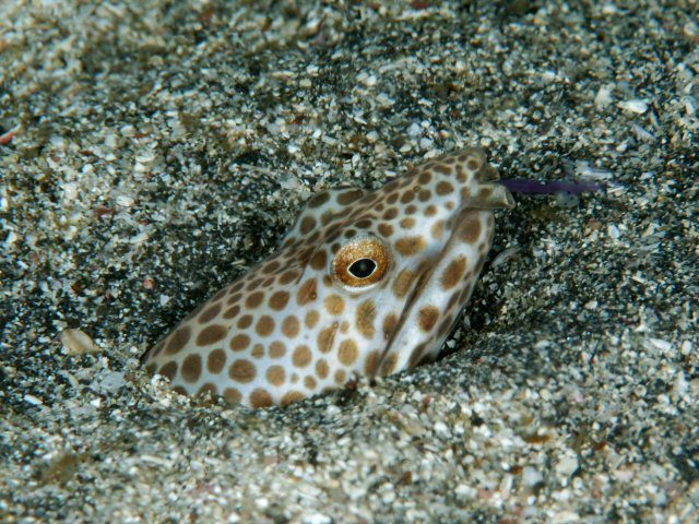 Japanese Snake Eel