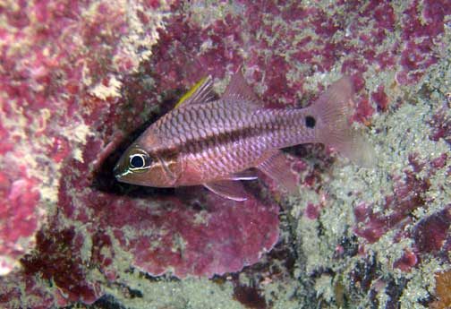 Iridescent Cardinalfish