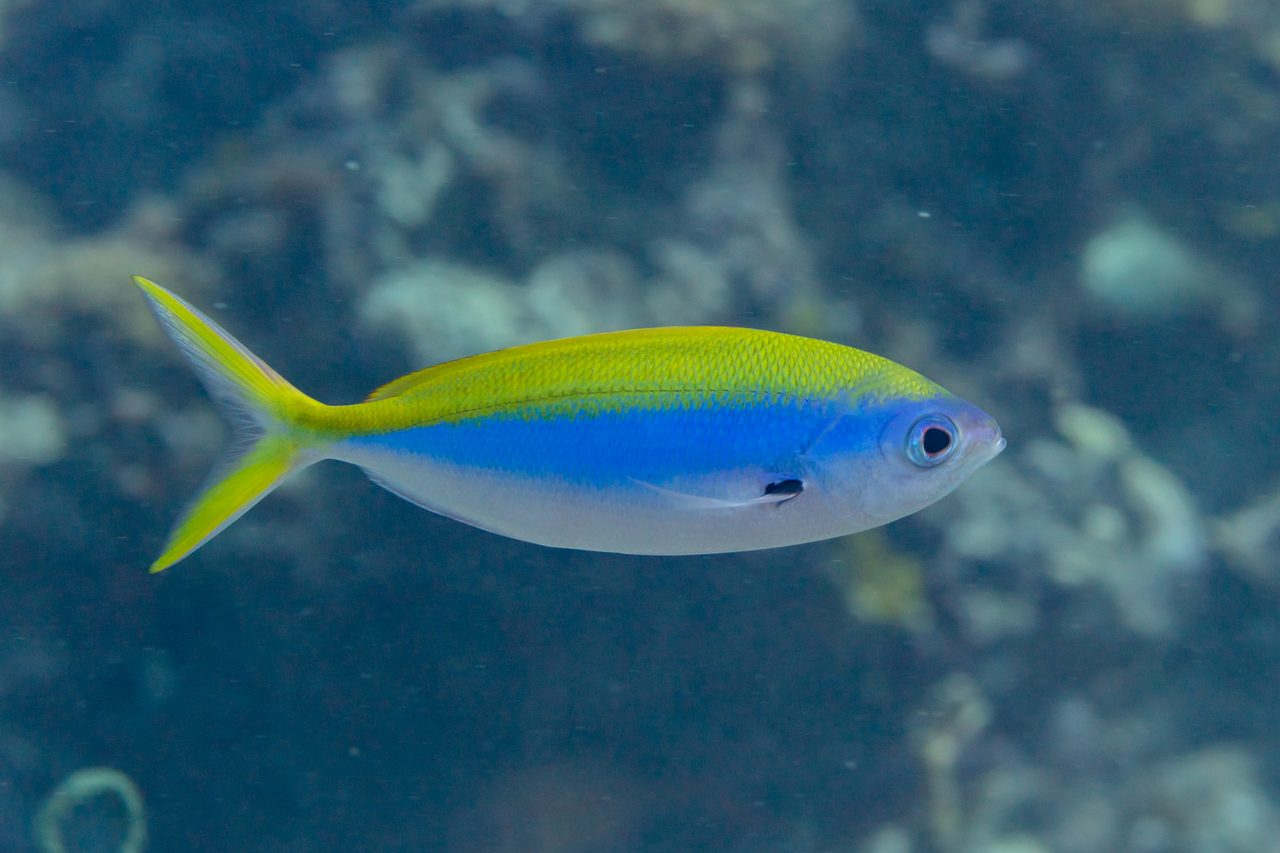Blue and Yellow Fusiler