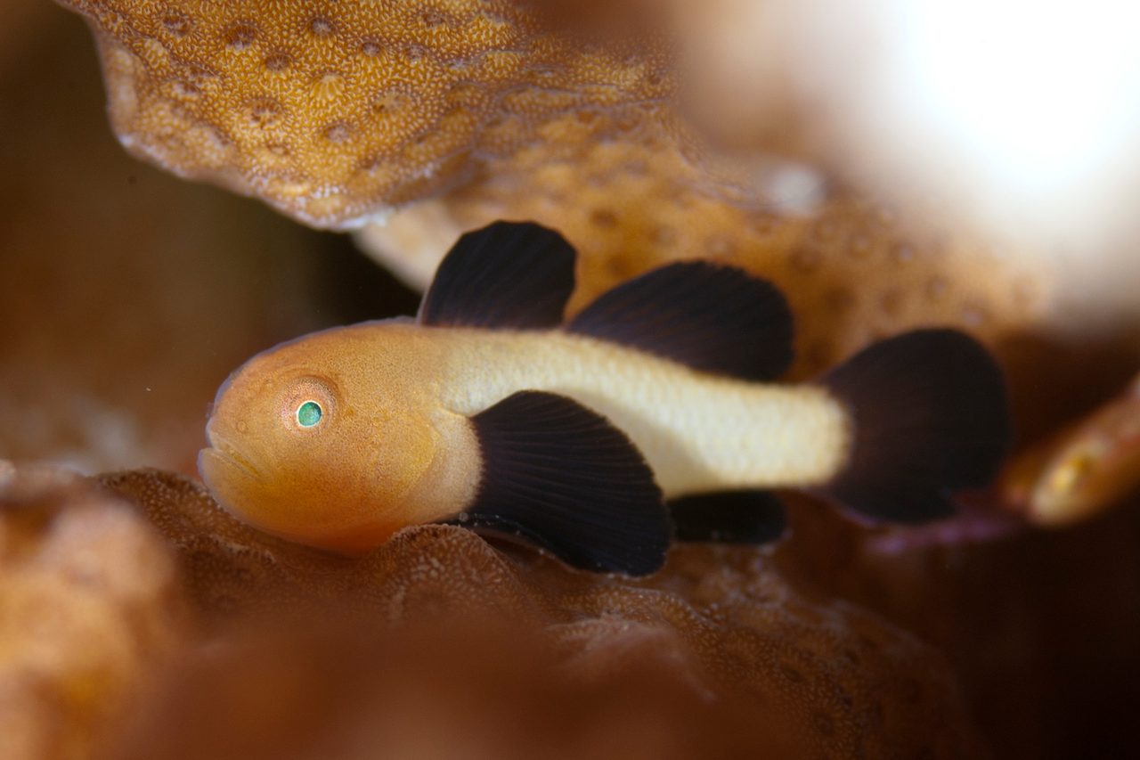 Panda Goby