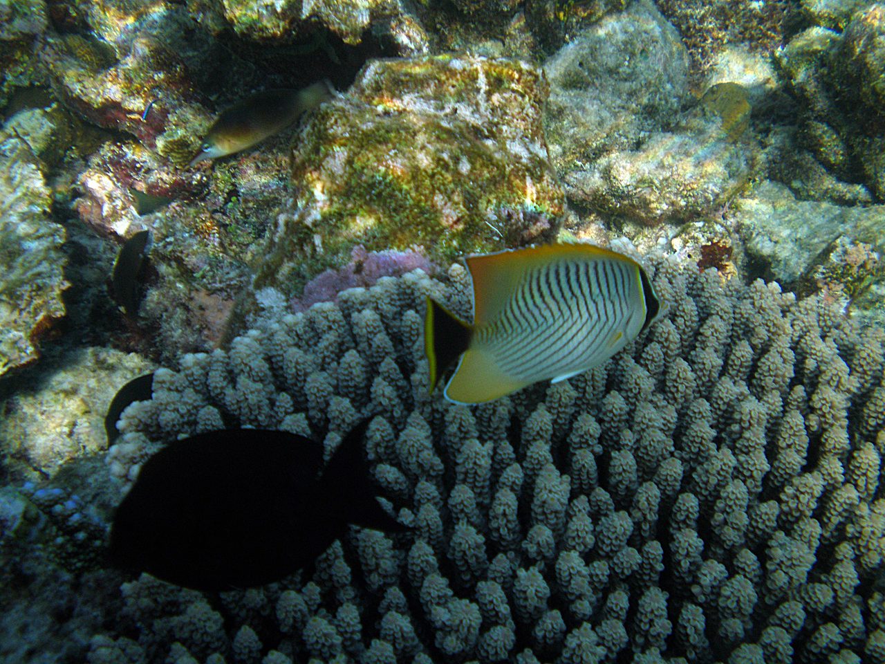 Chevron Butterflyfish