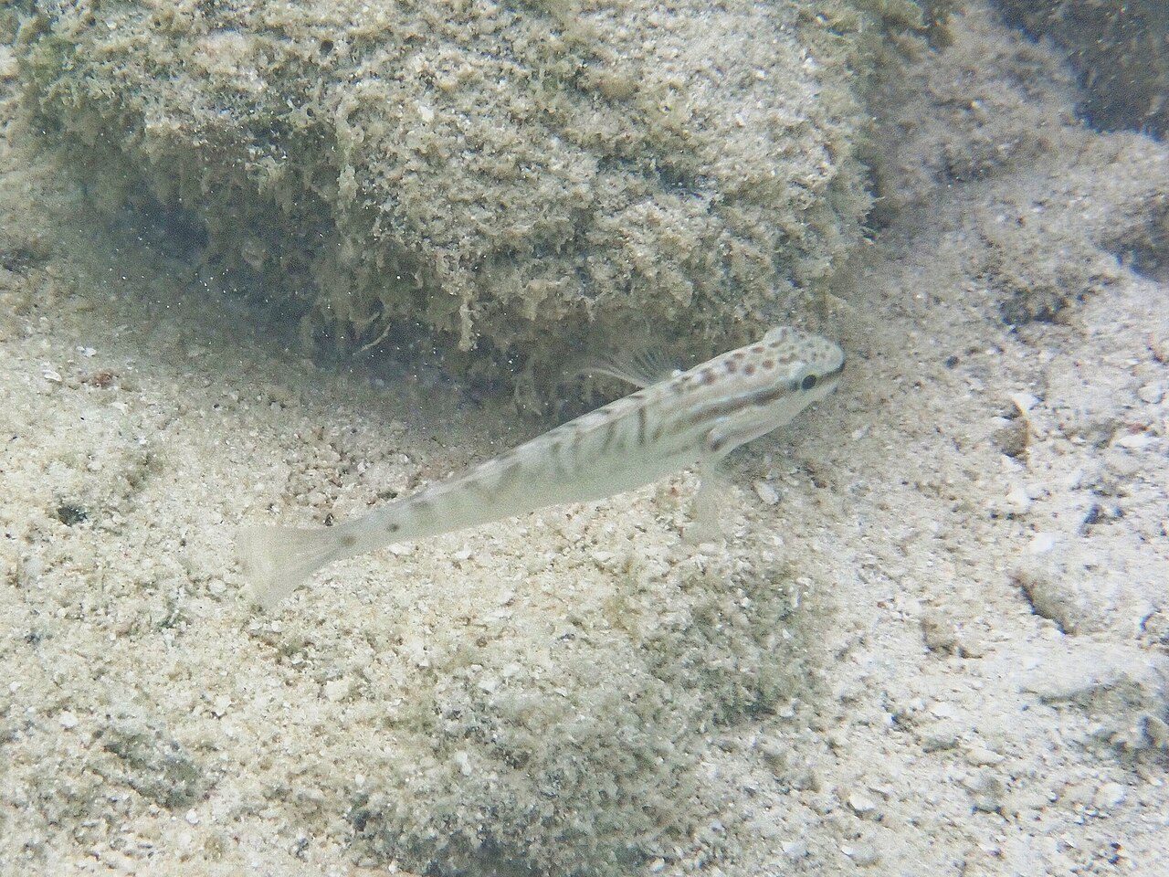 Starry Goby