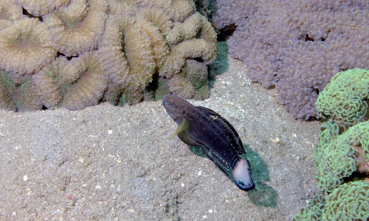 Whitebarred Goby