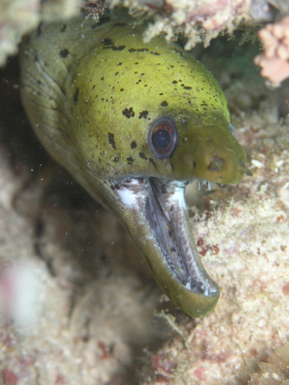 Yellow-Head Moray Eel